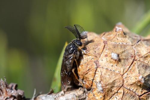 Diprion sp.
